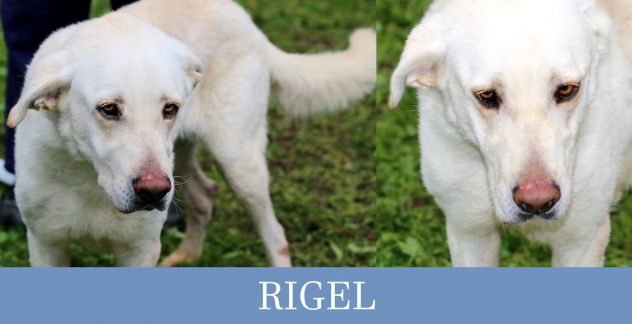 Rigel, simil maremmano-abruzzese, giovanissimo, socievole con tutti