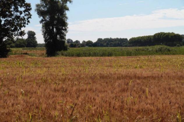 Immobile in asta di 498300 m² in vendita a Cava Manara - Foto 2