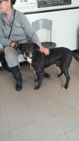 ASSO, adozione del cuore - Foto 2