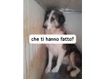 SANDY 5 ANNI 30 KG