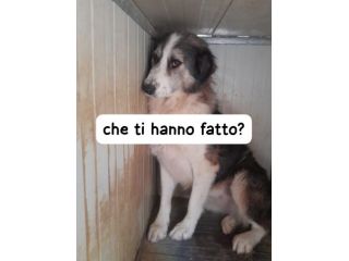 SANDY 5 ANNI 30 KG