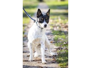 4/5anni medio picc9ola salita dal sud,finita in canile!Prov VARESE