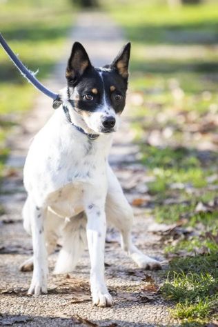 4anni medio picc9ola salita dal sud,finita in canile!Prov VARESE