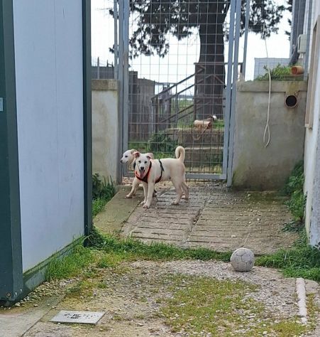Sono Mario, perchè nessuno mi vuole? cosa ho che non và?😢 - Foto 3