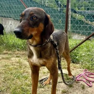 MELAMPO, TIMIDO E REMISSIVO, CAGNOLINO DA ADOTTARE - Foto 3