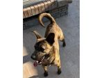 Tigrotta 3anni kg14 non usciva mai di casa!NAPOLI