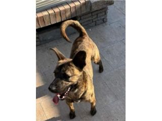 Tigrotta 4anni kg14 non usciva mai di casa!NAPOLI