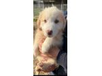 MILO ADORABILE CUCCIOLO IN ADOZIONE