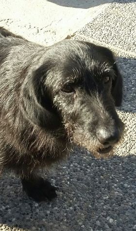 GIORGIA, dolcissima mix spinone - Foto 4