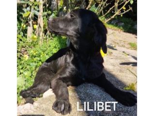 Lilibet simil setterina 12 kg taglia media piccola