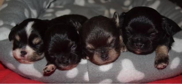 Chihuahua - Foto 2