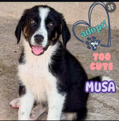 MUSA meravigliosa cucciola