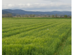 Terreno agricolo in vendita a San Rocco a Pilli - Sovicille 83000 mq  Rif:  &hellip;