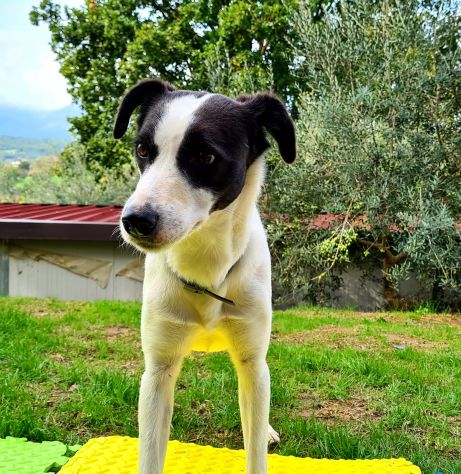 Connie taglia medio piccola 12 kg - Foto 5