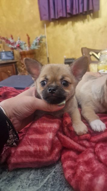 Chihuahua toy cuccioli - Foto 6