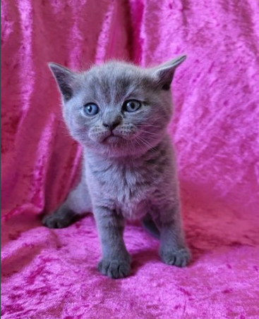 Gattino di BRITISH SHORTHAIR blue