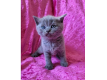 Gattino di BRITISH SHORTHAIR blue