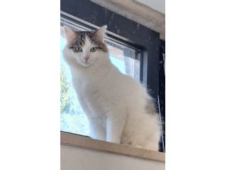 Dafne gattina dal meraviglioso manto