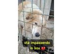 CIRO 4 ANNI taglia grande