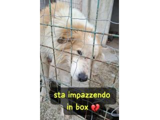 CIRO 4 ANNI taglia grande