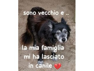 LAPO 8/10 ANNI taglia media