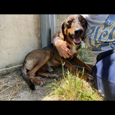MELAMPO, OCCHIONI DOLCI, CAGNOLINO IN ADOZIONE - Foto 8