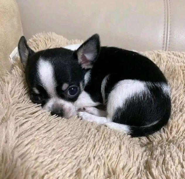 CHIHUAHUA TOY CUCCIOLI- pagamento fino a 12 mesi - Foto 2