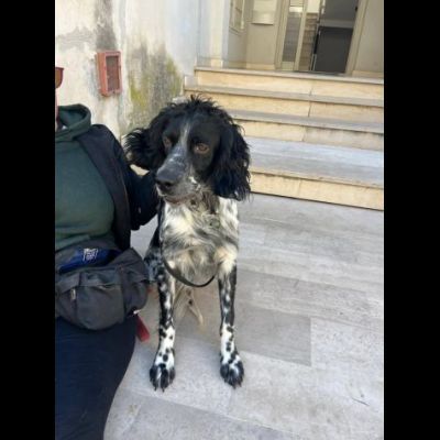 DOLLY cerca coccole e carezze, CAGNOLINO IN ADOZIONE - Foto 3
