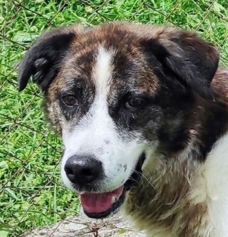 DOC LA DOLCEZZA, cane in adozione