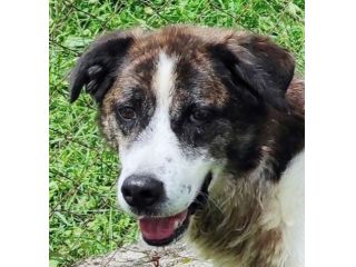 DOC LA DOLCEZZA, cane in adozione