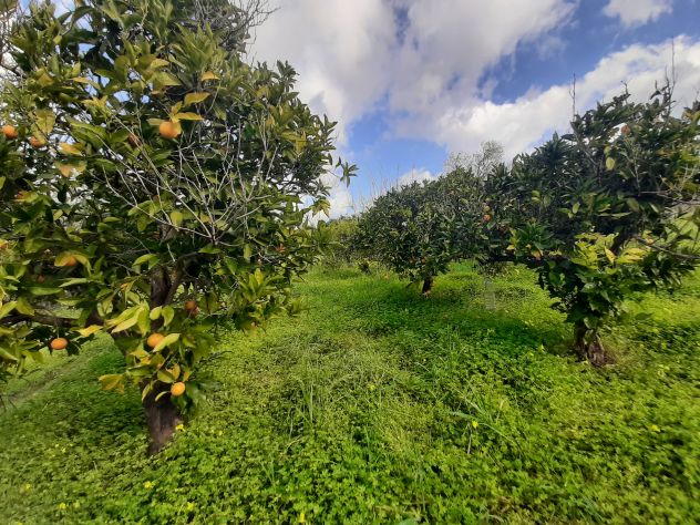 VILLETTA INDIPENDENTE IMMERSA NEL VERDE CON AMPIO TERRENO - Foto 10