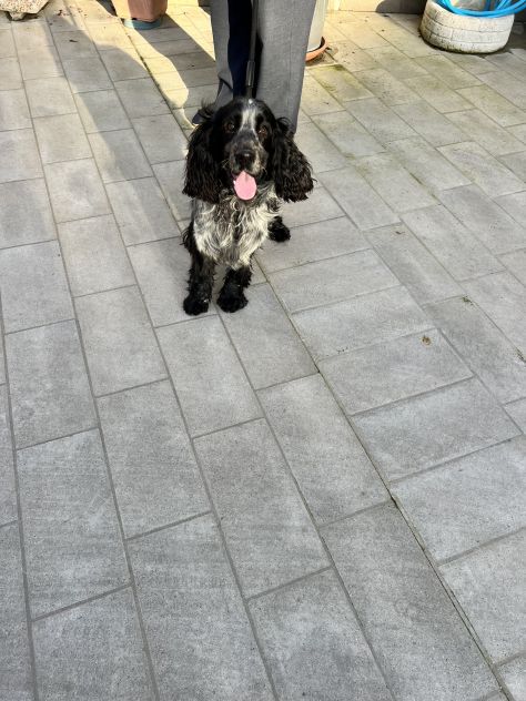 CUCCIOLO DI SPRINGER SPANIEL - Foto 4