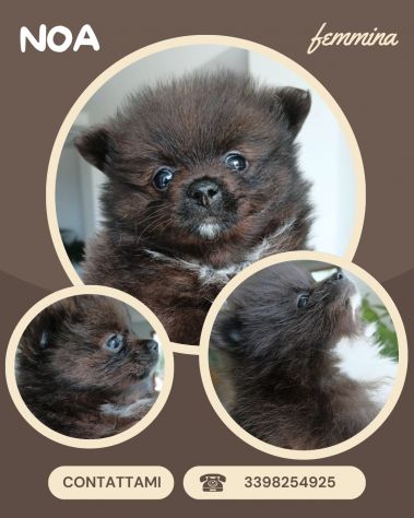 Cuccioli Spitz di Pomerania - Foto 5
