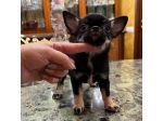 Cuccioli di chihuahua