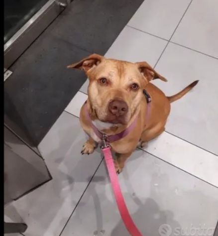 Pitbull Red Nose adulta arrivata a Milano anni fa e tornata a Napoli IN CANILE! - Foto 3