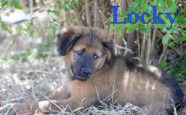 Locky ed Elvis bellissimi cuccioli taglia grande - Foto 3
