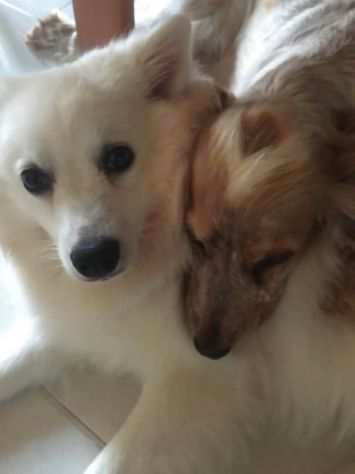 Cocker Spaniel e Volpino italiano cercano famiglia - Foto 9