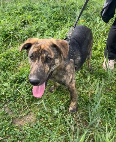 UGO PER GLI AMICI UGHINO DOLCISSIMO MIX HUSKY GIOVANE CANE IN ADOZIONE - Foto 5