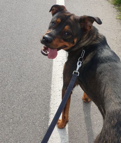 Tiglio, a Milano, cucciolone di 1,5 anni - Foto 4