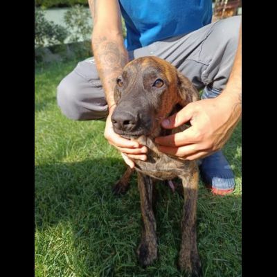 Zippo segugetto istriano cane in adozione - Foto 4