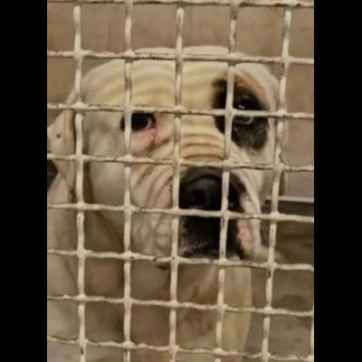BLOOM AFFETTUOSA CAGNOLONA IN ADOZIONE - Foto 4