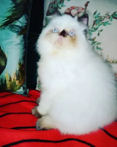 Gattini Persiani vari colori - Foto 2