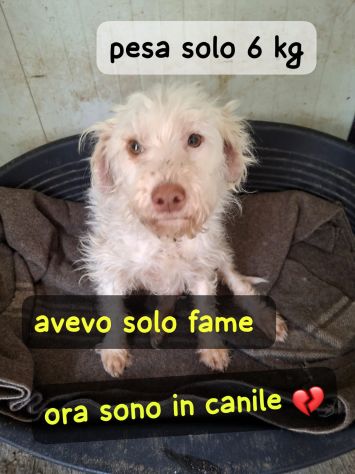 MIA 1 ANNO 6 KG taglia piccola ORA E’ IN CANILE - Foto 3