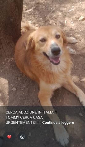 Tommy 18mesi kg13 DA SALVARE PRESTO!