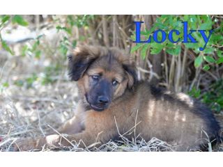 Locky ed Elvis bellissimi cuccioli taglia grande