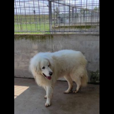 DUE MERAVIGLIE DIMENTICATE, CANI IN ADOZIONE - Foto 8