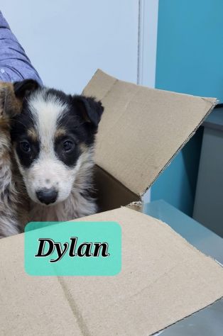Dylan mix Border 2anni..18mesi di invani appelli.ROMA - Foto 8