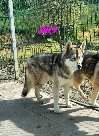 SKY e ALPHA meravigliosi husky - Foto 3