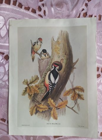 R135 - RARE STAMPE SU CARTA - Foto 2