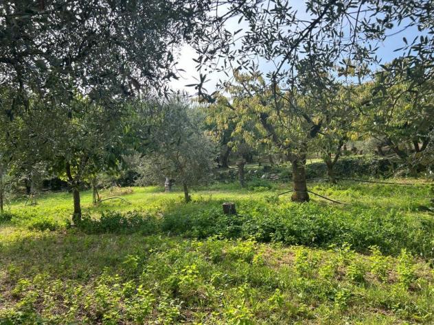 Uliveto in vendita a Castegnero - Foto 9